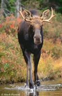 Young Bull Moose at Sandy Stream Pond - Baxter State Park
